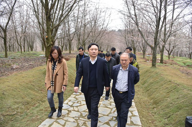 馬長青書記調研櫻花園.JPG